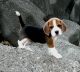 Beagle Puppies for sale in Clarks Summit, PA 18411, USA. price: NA
