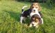 Beagle Puppies for sale in Austin, TX, USA. price: $400