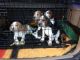 Beagle Puppies for sale in FL-436, Casselberry, FL, USA. price: $300