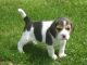 Beagle Puppies for sale in Crestwood, KY 40014, USA. price: NA