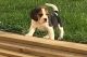 Beagle Puppies for sale in Lake Cormorant, Mississippi 38641, USA. price: NA
