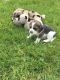 Beagle Puppies for sale in Howard Ave, Biloxi, MS 39530, USA. price: NA