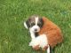 Beagle Puppies for sale in Denver Tech Center, Greenwood Village, CO, USA. price: NA