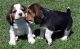Beagle Puppies for sale in Orange County, CA, USA. price: $450