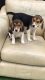 Beagle Puppies for sale in 200 N Spring St, Los Angeles, CA 90012, USA. price: NA