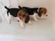 Beagle Puppies for sale in Philadelphia Pike, Claymont, DE 19703, USA. price: NA