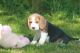 Beagle Puppies for sale in Philadelphia Pike, Claymont, DE 19703, USA. price: NA