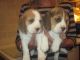 Beagle Puppies for sale in Columbia Ave, Franklin, TN 37064, USA. price: NA