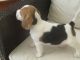 Beagle Puppies for sale in Columbia Ave, Franklin, TN 37064, USA. price: NA