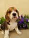 Beagle Puppies for sale in Detroit, MI, USA. price: $600