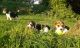 Beagle Puppies for sale in St Paul, MN, USA. price: NA