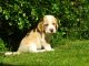 Beagle Puppies for sale in Philadelphia Pike, Claymont, DE 19703, USA. price: $400