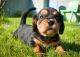 Beagle Puppies for sale in Delaware, OH 43015, USA. price: NA