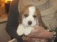 Beagle Puppies for sale in Philadelphia Pike, Claymont, DE 19703, USA. price: $400