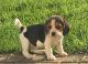 Beagle Puppies for sale in Columbus, OH, USA. price: NA