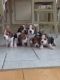 Beagle Puppies for sale in Lewis Center, OH, USA. price: NA