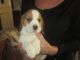 Beagle Puppies for sale in Pittsburgh, PA, USA. price: $300