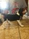 Beagle Puppies for sale in Blue Rock, OH 43720, USA. price: NA