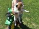 Beagle Puppies for sale in New Castle, PA, USA. price: NA
