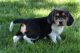 Beagle Puppies for sale in Halifax, PA, USA. price: NA