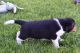 Beagle Puppies for sale in Florida, NY, USA. price: NA