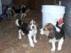 Beagle Puppies for sale in Tecate, CA 91987, USA. price: $500