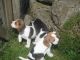 Beagle Puppies for sale in Erie, PA, USA. price: NA