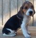Beagle Puppies for sale in Georgetown, KY 40324, USA. price: NA