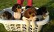Beagle Puppies for sale in Broad Brook, CT 06016, USA. price: NA