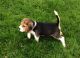 Beagle Puppies for sale in National Ave, Big Bend, WI 53103, USA. price: NA