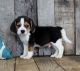 Beagle Puppies for sale in Glastonbury, CT, USA. price: NA