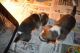Beagle Puppies for sale in Washington, DC, USA. price: $400
