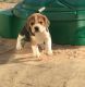 Beagle Puppies for sale in Airport Center Rd, Allentown, PA 18109, USA. price: NA