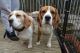 Beagle Puppies for sale in Florence St, Denver, CO, USA. price: NA