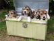 Beagle Puppies for sale in Austell, GA, USA. price: NA