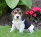 Beagle Puppies for sale in 10001 US-4, Whitehall, NY 12887, USA. price: NA