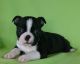 Beagle Puppies for sale in Atlanta, GA, USA. price: NA
