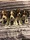 Beagle Puppies for sale in Fairhope Ave, Fairhope, AL 36532, USA. price: NA