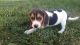Beagle Puppies for sale in Beaumont, CA 92223, USA. price: NA