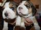 Beagle Puppies for sale in Beverly Hills, CA, USA. price: NA
