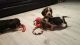 Beagle Puppies for sale in Paris, TX 75461, USA. price: NA