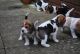 Beagle Puppies for sale in Brooklyn, NY, USA. price: NA