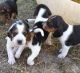 Beagle Puppies for sale in Seattle, WA 98109, USA. price: NA