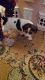 Beagle Puppies for sale in Florida Ave S, Lakeland, FL, USA. price: $400