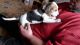 Beagle Puppies for sale in Florida Ave S, Lakeland, FL, USA. price: NA