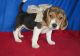 Beagle Puppies for sale in Tinley Park, IL, USA. price: NA