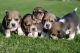 Beagle Puppies for sale in Mechanicsburg, PA, USA. price: NA