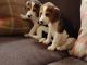 Beagle Puppies for sale in Washington Ave, Nutley, NJ 07110, USA. price: NA