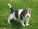 Beagle Puppies for sale in Montréal-Nord, Montreal, QC, Canada. price: NA