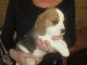 Beagle Puppies for sale in Montréal-Nord, Montreal, QC, Canada. price: NA